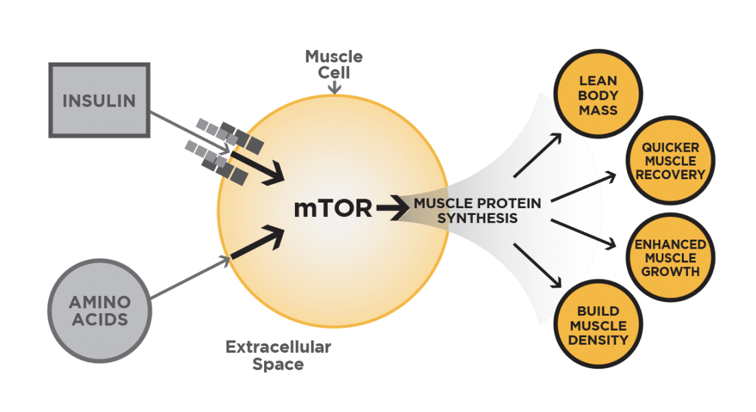 How Keto Prevents Muscle Loss On A Diet