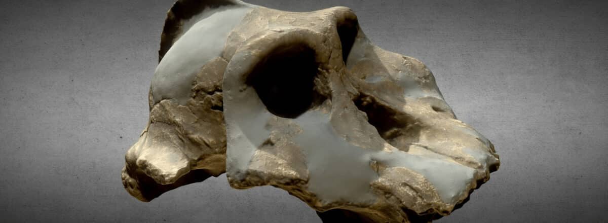 Were Our Early Ancestors Really Carnivores?