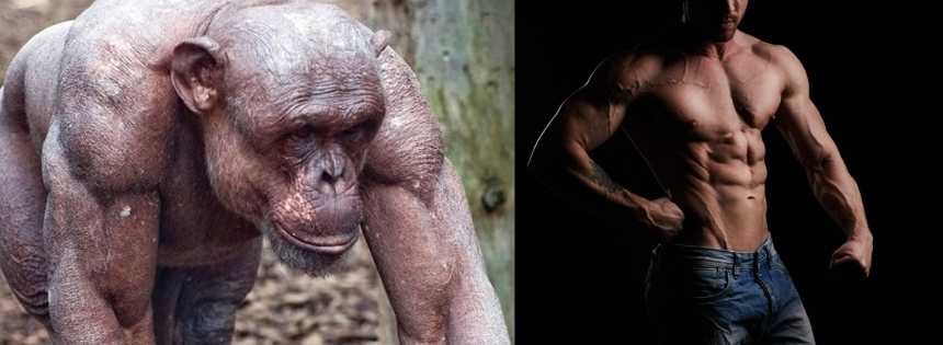 chimpanzee bodyfat
