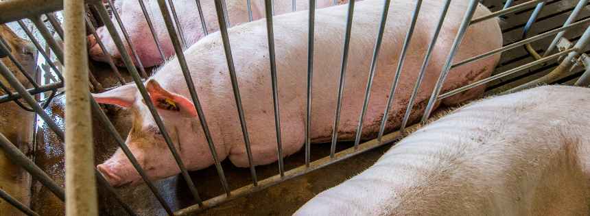 pork factory farming