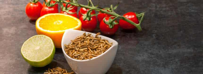 downsides of eating insects