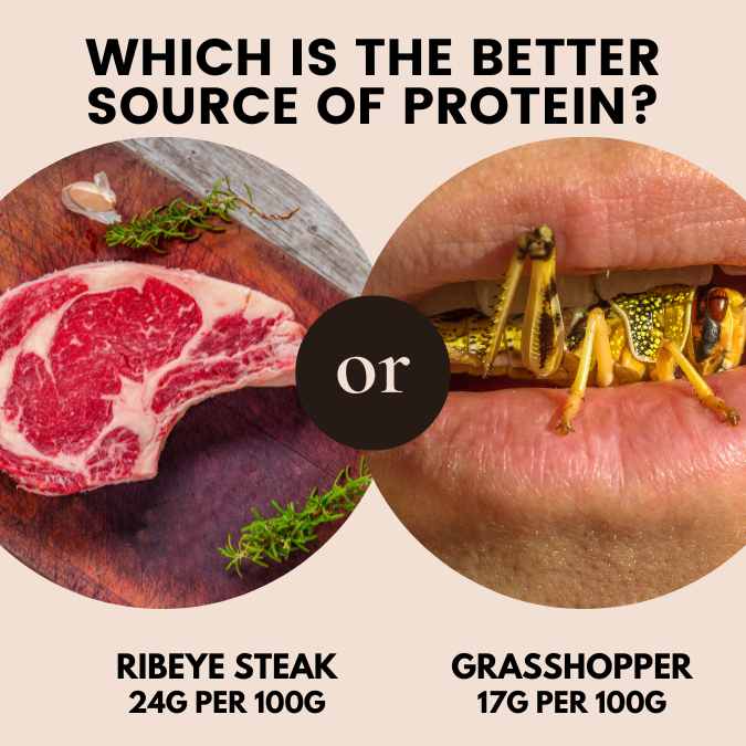 insect vs beef protein content