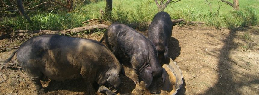 okinawa blue zones pork