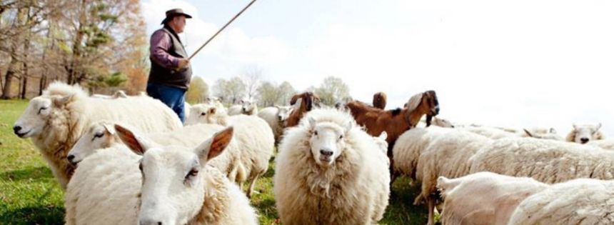 sardinia blue zones lamb